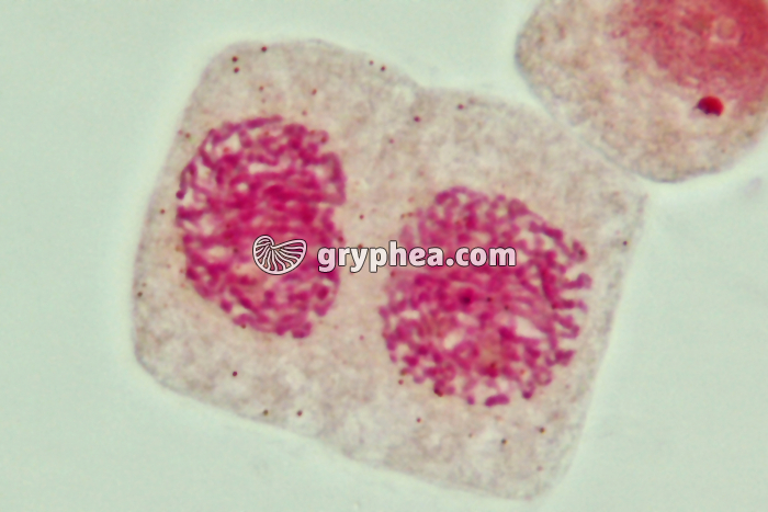 Mitose cellules de racine d'Ail - Télophase (fin) x800 - gryphea.com